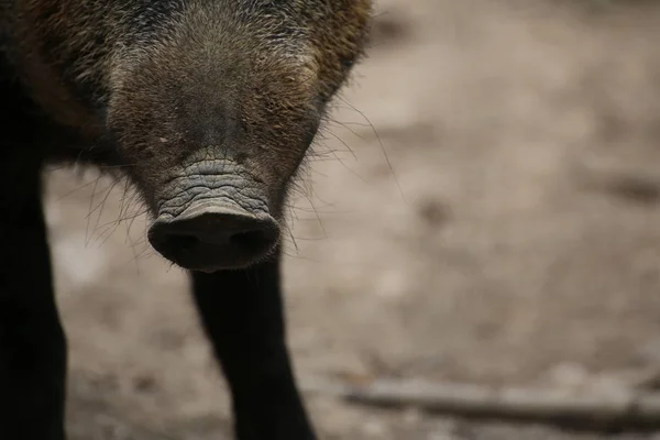 Close up of the snout of a wild boar (Sus scrofa) — Stock Photo, Image