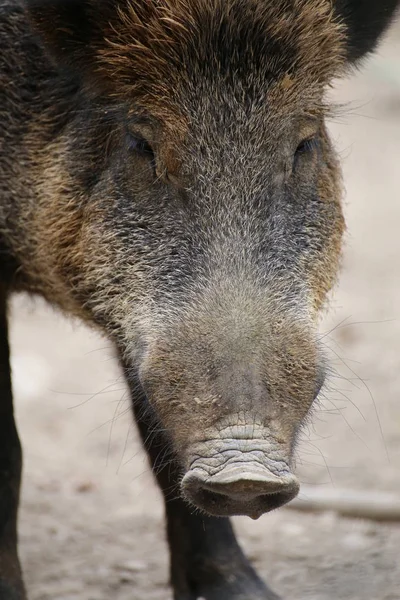 Close up of the head of a wild boar (Sus scrofa) — Stock Photo, Image