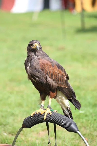 Harris hawk (Parabuteo unicinctus) sitting on a ring — Stock Photo, Image