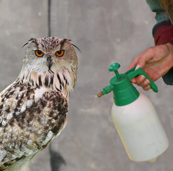 Western Siberian águia-coruja (Bubo bubo sibiricus) é pulverizado com água — Fotografia de Stock