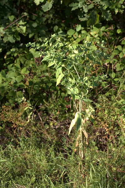 La planta venenosa Euphorbia lathyris (alcaparra) — Foto de Stock