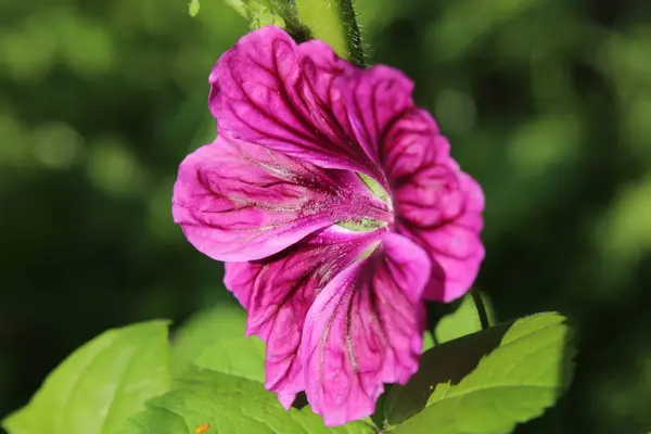 Belle fleur de Malva sylvestris, la guimauve commune — Photo