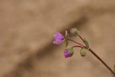 Erodium cicutarium, redstem filaree olarak da bilinir