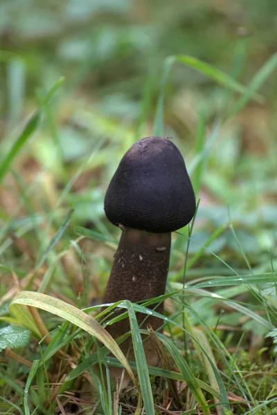 Young fruit body of a pluteus mushroom — Stock Photo, Image