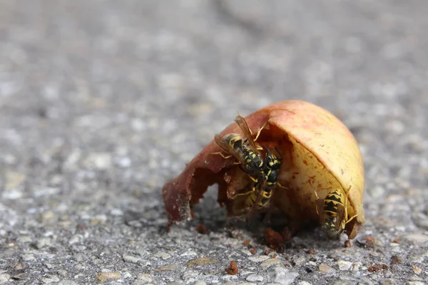 Vespula vulgaris, a vespa comum, em uma maçã — Fotografia de Stock