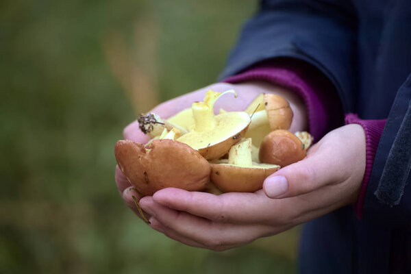 Two hands full of weeping boletes (Suillus granulatus)