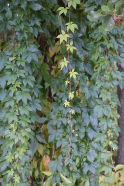 Parthenocissus vitacea, olarak da bilinen çalılık sarmaşık