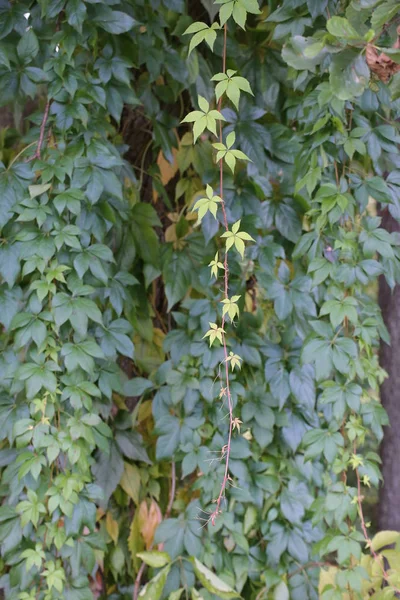 Vitacea Winobluszcz, znany również jako pnącze gąszcz — Zdjęcie stockowe