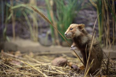 Bir buğday sapı ile Avrupa hamster (Cricetus cricetus)