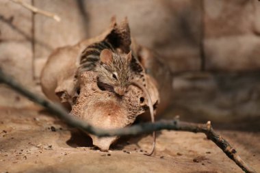 Bir kafatası içinde oturan şeritli çim fareler (Lemniscomys türleri)