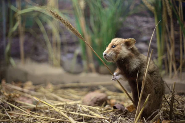 Bir buğday sapı ile Avrupa hamster (Cricetus cricetus) — Stok fotoğraf