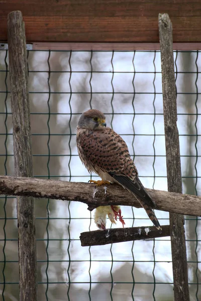 Um kestrel europeu (Falco tinnunculus) com pintainho morto — Fotografia de Stock