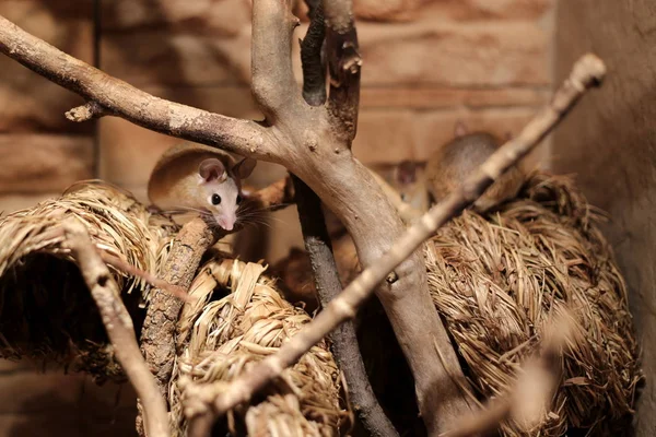 Eastern spiny mice (Acomys dimidiatus) on straw — Stock Photo, Image