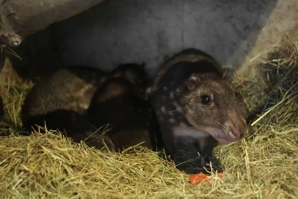 Låglänta paca (Cuniculus paca) halm motiveringen — Stockfoto