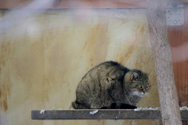 Grumpy European wildcat (Felis silvestris silvestris) sitting on a board — Stock Photo, Image