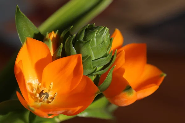 Помаранчевий цвітіння Ornithogalum dubium, Віфлеємська зірка — стокове фото