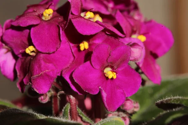 非洲紫罗兰 (圣波利亚 ionantha) 绽放与充满活力的颜色 — 图库照片