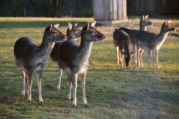 Európai őz (Capreolus capreolus csorda) — Stock Fotó