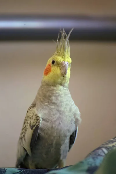 Κατακόρυφη βολή από ένα αρσενικό cockatiel (Nymphicus hollandicus) — Φωτογραφία Αρχείου