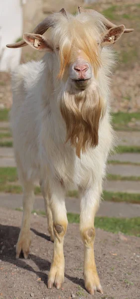 Мужчина коза с длинными светлыми волосами — стоковое фото