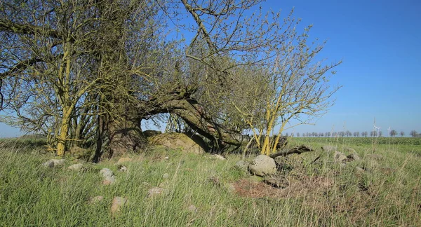 Tomba megalitica rovinata vicino a Gross Zastrow in Germania — Foto Stock