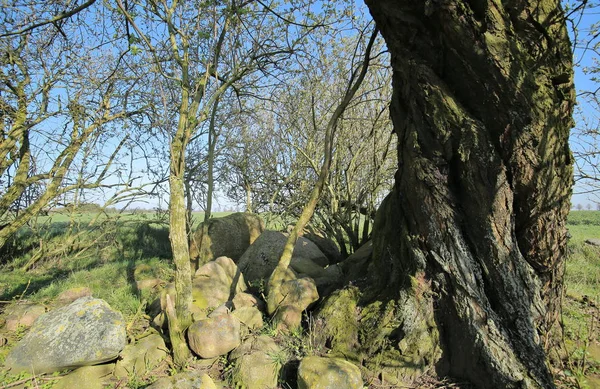 Zřícené megalitické hrobky nedaleko hrubé Zastrow v Německu — Stock fotografie