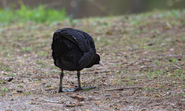 Eurasian coot (Fulica atra) in an aggressive posture — Stock Photo, Image