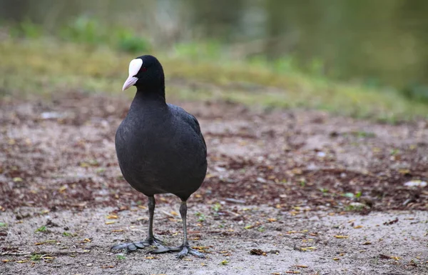 Eurasian coot (Fulica atra) standing on the ground — Stock Photo, Image