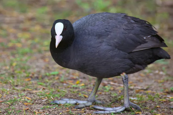 Blässhühner (fulica atra) auf dem Boden stehend — Stockfoto