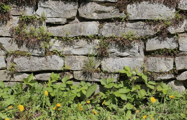 Parede de pedra de campo com várias plantas selvagens diferentes — Fotografia de Stock