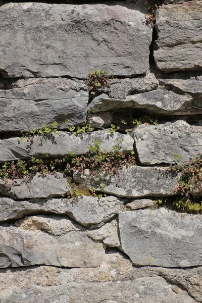 다양 한 다른 야생 식물 fieldstone 벽 — 스톡 사진