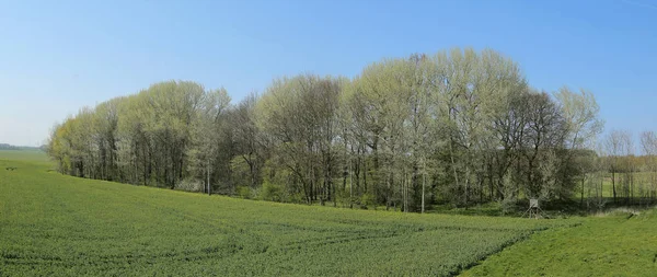 Panorama de Wuestung Spiegelsdorf y campo de colza en Mecklemburgo-Vorpommern. El pueblo fue abandonado hace mucho tiempo en la década de 1920 — Foto de Stock