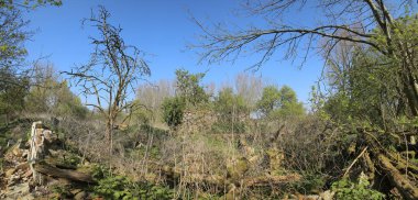 Mecklenburg-Vorpommern içinde Wuestung Spiegelsdorf Panoraması. Köyün uzun zaman önce 1920'lerde terk edildi