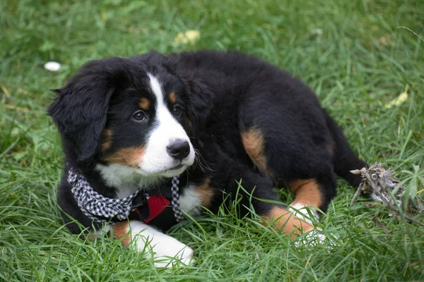 Bernese dağ köpeği köpek çimenlerde oturan — Stok fotoğraf