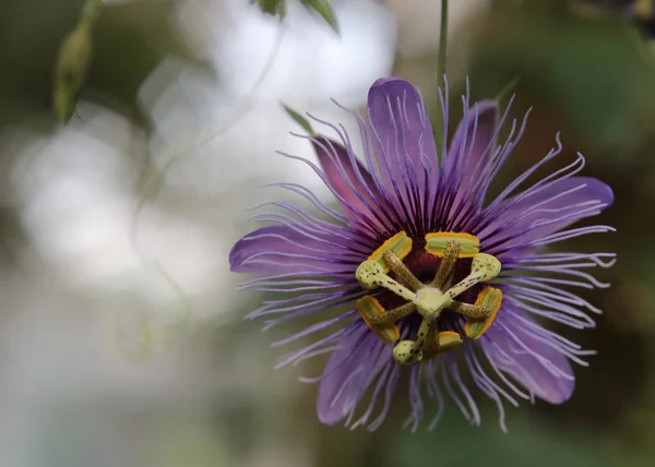 Blomma av en passion blomma art (Passiflora amethystina) — Stockfoto