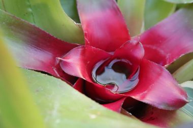 Neoregelia carolinae veya yüzü kızaran Bromeliad su