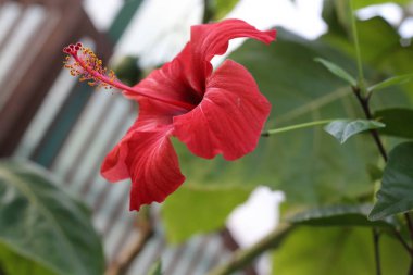 Hibiscus rosa-sinensis, Çin ebegümeci bilinen