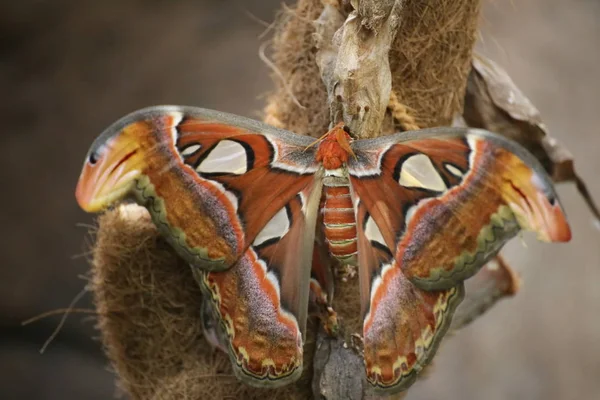 Attacus atlas (atlas motte), eine große Sättigungsmotte — Stockfoto