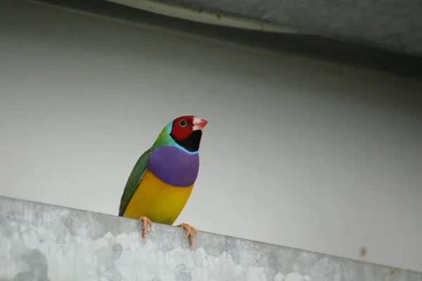 Gouldian finch colorido (Erythrura gouldiae) sentado em metal — Fotografia de Stock