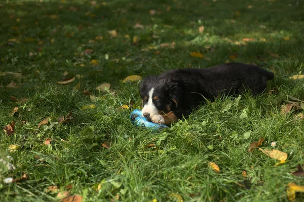 Bernese Mountain Dog Cachorro en la hierba masticando una pelota — Foto de Stock