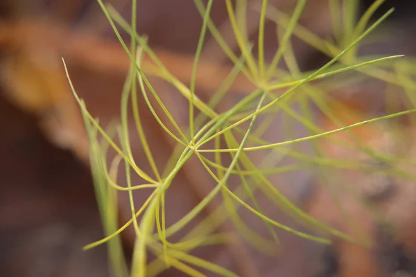 Leaves of garden asparagus, scientific name Asparagus officinalis — Stock Photo, Image