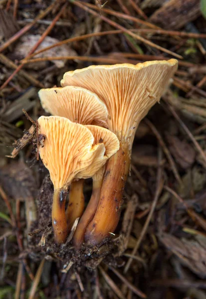 Hygrophoropsis otu, yaygın yanlış Cantharellus cibarius bilinen — Stok fotoğraf