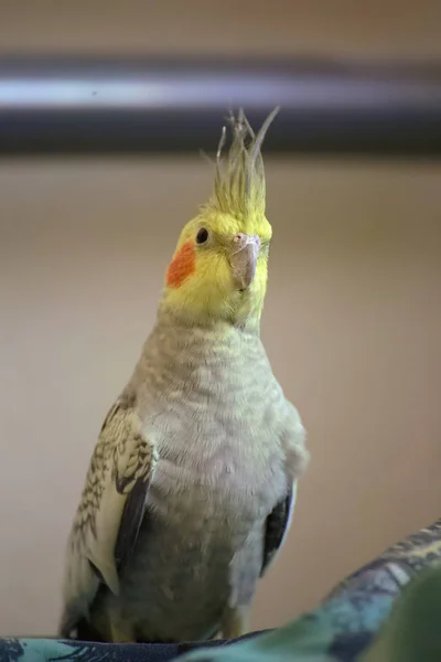 Vertical shot of a male cockatiel (Nymphicus hollandicus) — Stock Photo, Image
