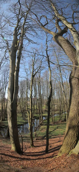 Panorama vertical de la réserve naturelle Heithoern autour de Hanshaeger Bach (ruisseau Hanshagen) dans le Mecklembourg-Poméranie-Occidentale, Allemagne — Photo