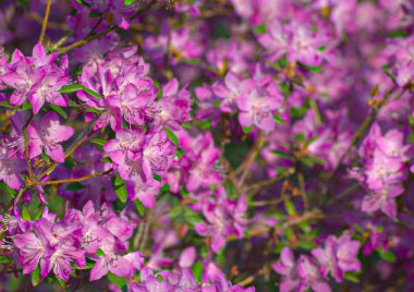 Ormangülü ledebourii, Aile Fundagiller bir bitki