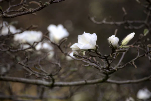 Magnolia kobus, known as mokryeon, with white blossoms — Stock Photo, Image