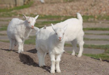Üç sevimli beyaz keçi çocuklar yeryüzünde