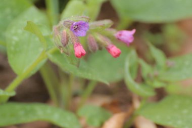 Ciğer otu (genel lungwort) bazı çiçekleri ile