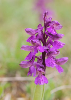 Anacamptis morio, yeşil kanatlı orkide veya yeşil damarlı orkide