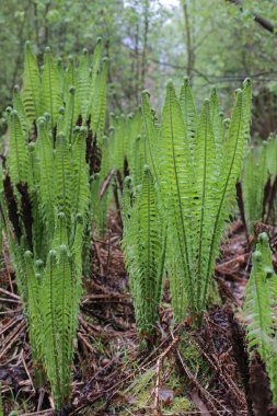 Matteuccia struthiopteris (ortak devekuşu fern adıdır)